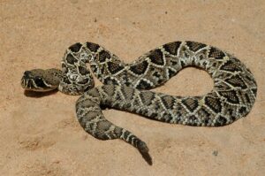 Dream Of Rattlesnake: 60 Meanings, Symbols And Explanations