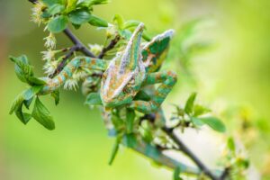 Symbolic Interpretation Of Seeing A Green Chameleon In Dream