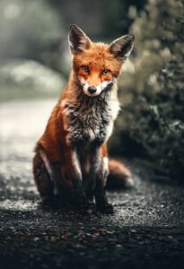 Interpretation Of Seeing A Friendly Fox In Dream