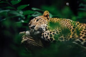 Dreaming About Jaguar: 60 Spiritual Meanings And Explanation