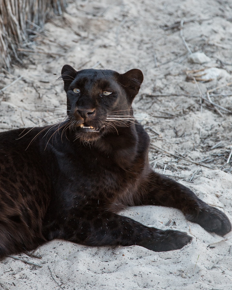 Black Jaguar Attack Dream Meaning