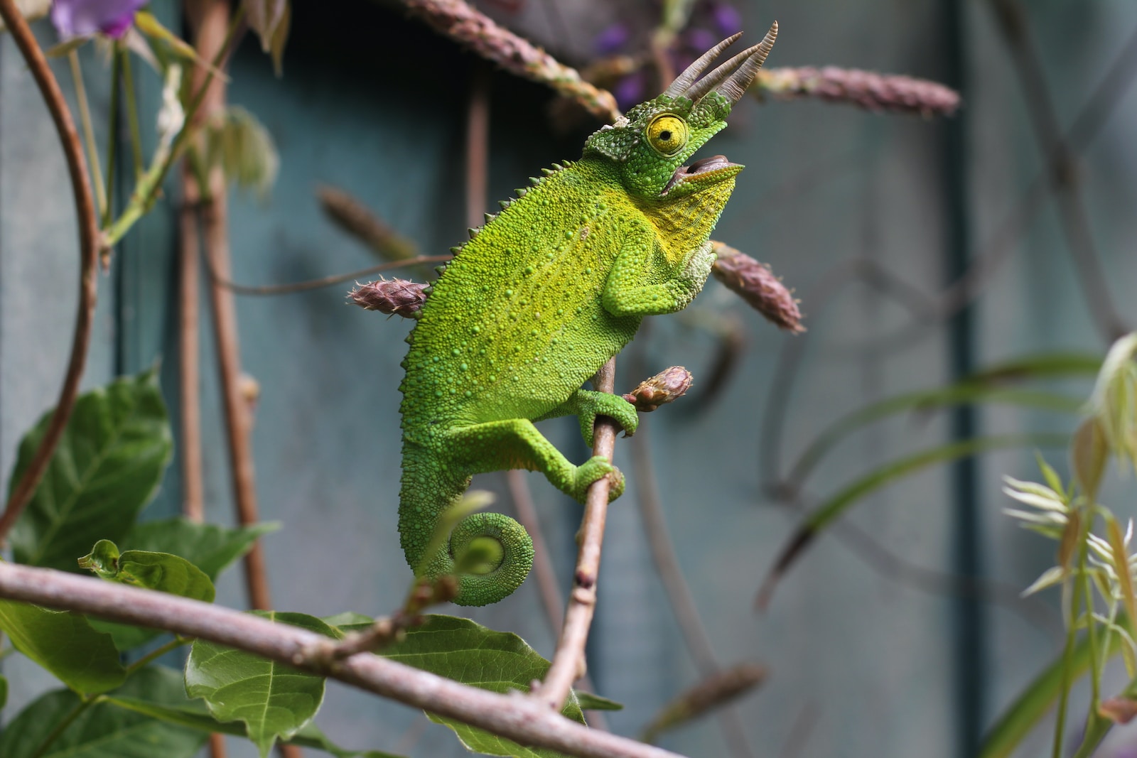 Dream Of Chameleons