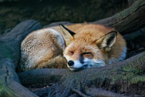 Symbolism Of Fox In Dream