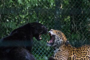 What does it mean when you dream about being attacked by a black jaguar?