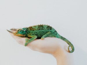 Seeing Green Chameleon in Dream  Meaning