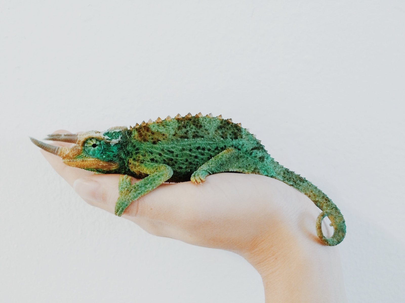 Seeing Green Chameleon in Dream Meaning