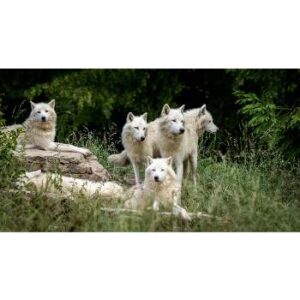 10 Biblical Meaning of Wolves in Dreams - What is Symbolism?