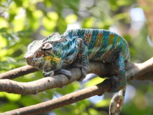 Historical And Mythological References To Chameleons In Dreams
