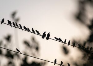 What Does It Mean When Flock of Blackbirds in My Yard