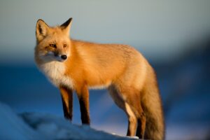 Friendly Fox in Dream - 25 Meanings And Interpretation
