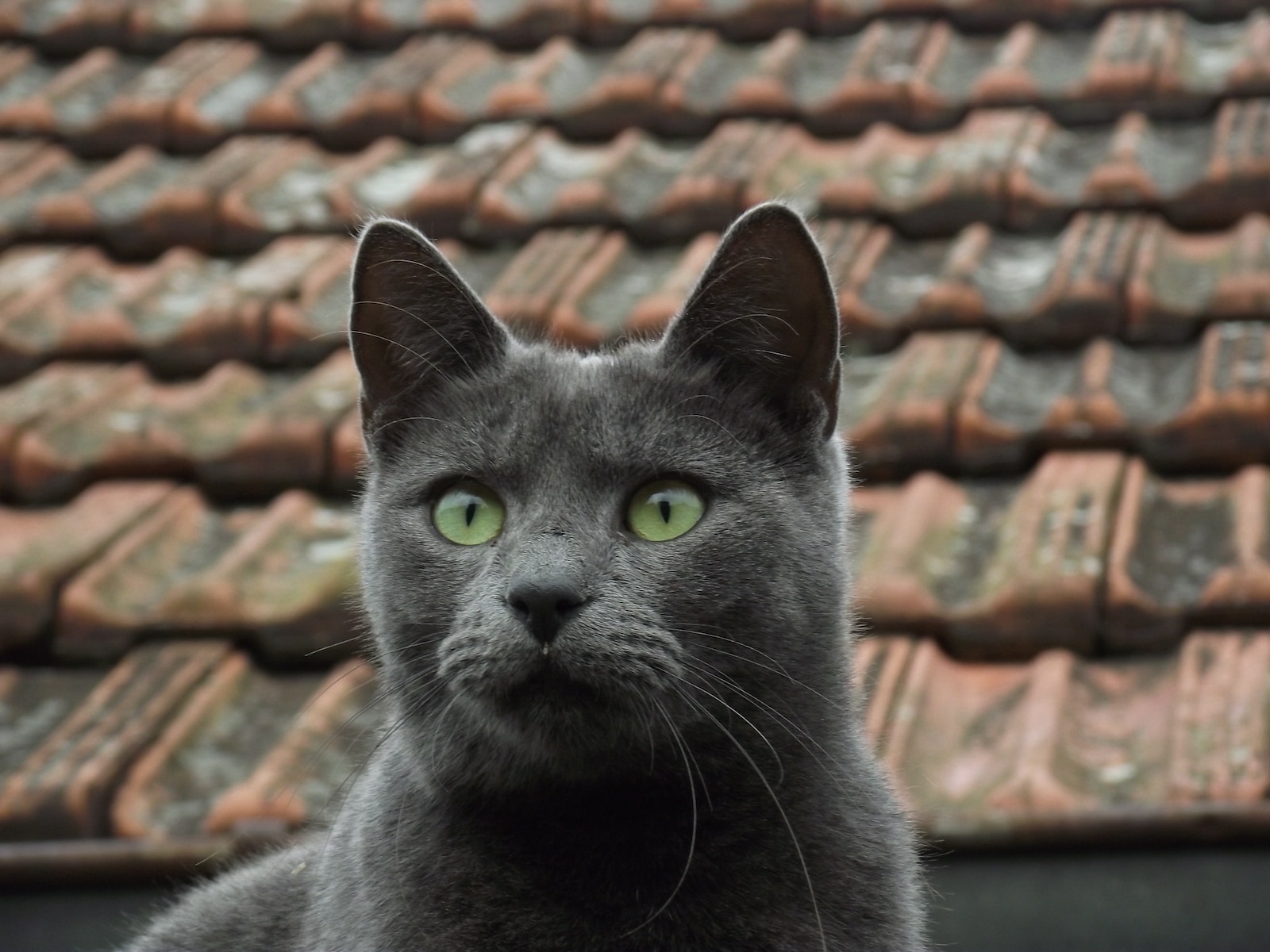 Dreaming of a Black Cat