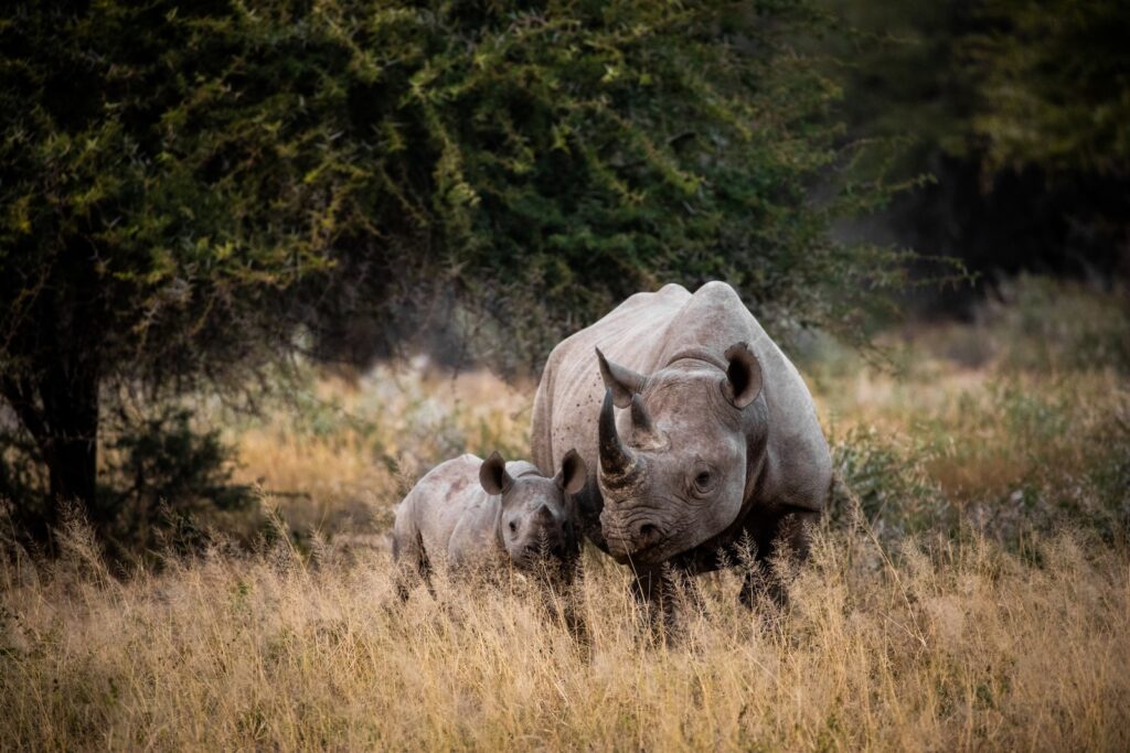 Dreaming Of Rhinos