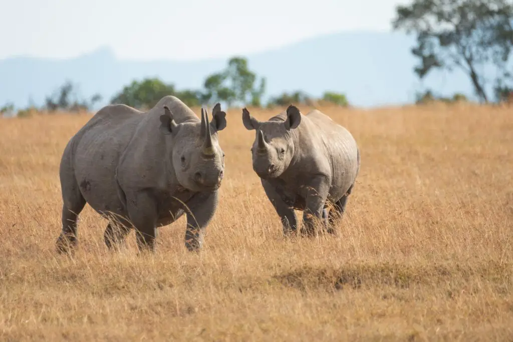 Symbolic Rhino: What Does It Represent in Dreams