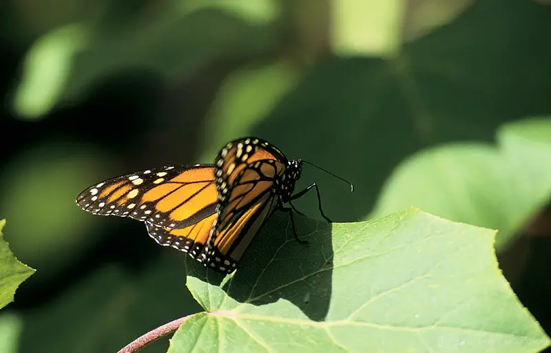 Butterfly on leaf | Butterflies. Mexico. Photo: Curt Carnema… | Flickr