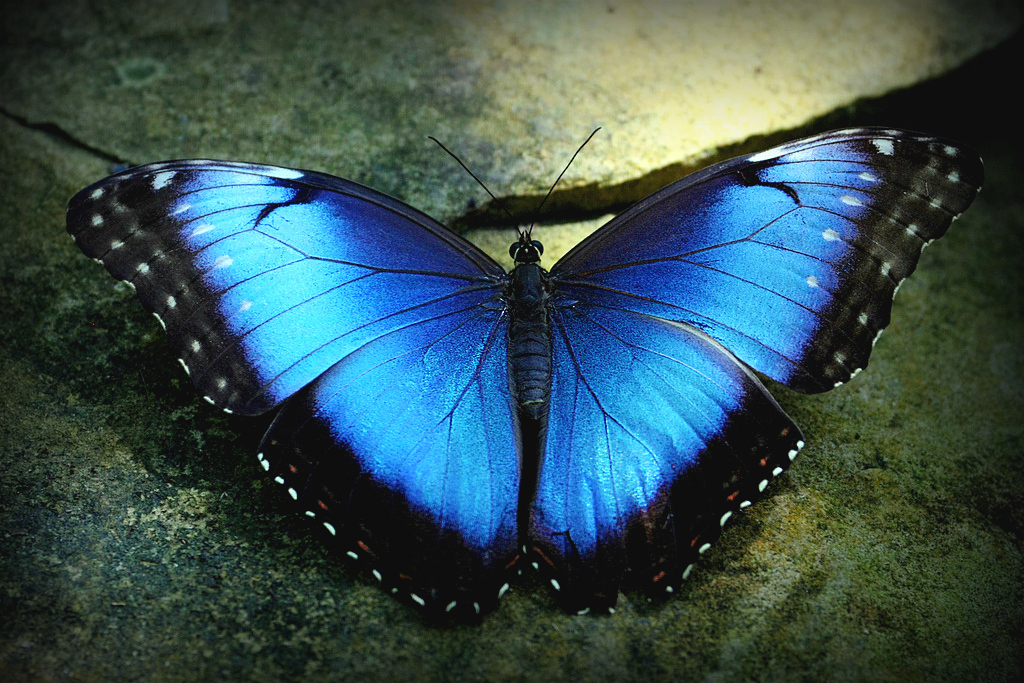 Blue Morpho | Blue Morpho butterfly - "Butterflies in the Ga… | Flickr