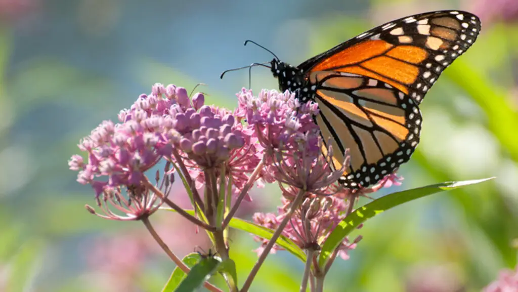 monarch butterflies