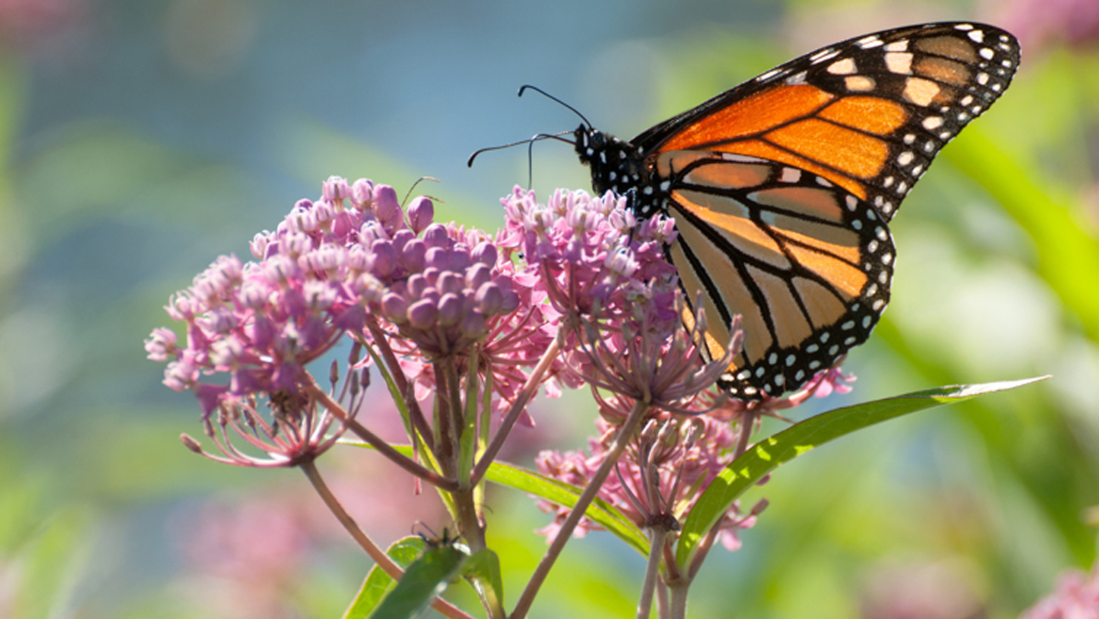 The Biden administration can save monarch butterflies