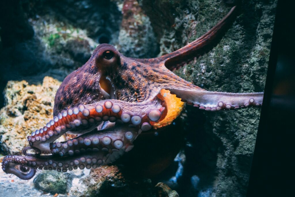 The Meanings and Interpretations of Dreaming of Octopus