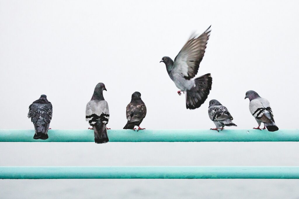 Decoding the Dream of Pigeons: 130 Meanings and Interpretations