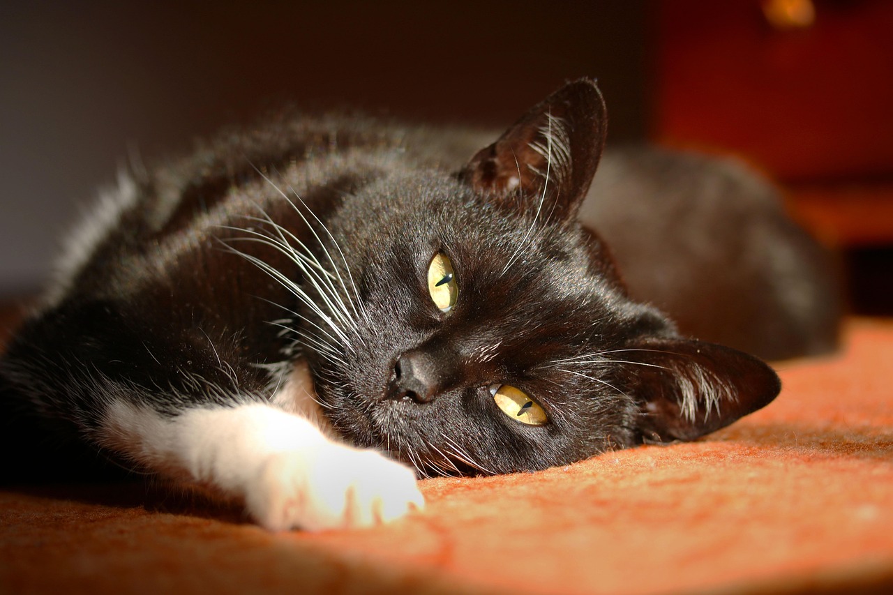 black cat stare pet eyes