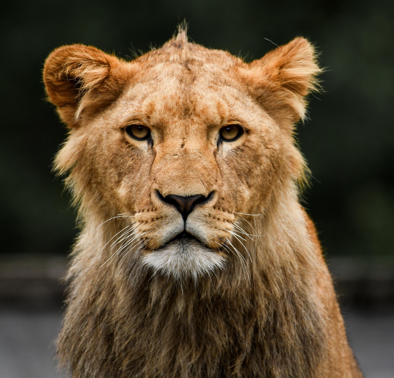 lion big cat animal feline predator hunter wildlife nature portrait close-up glance eyes stare mammal