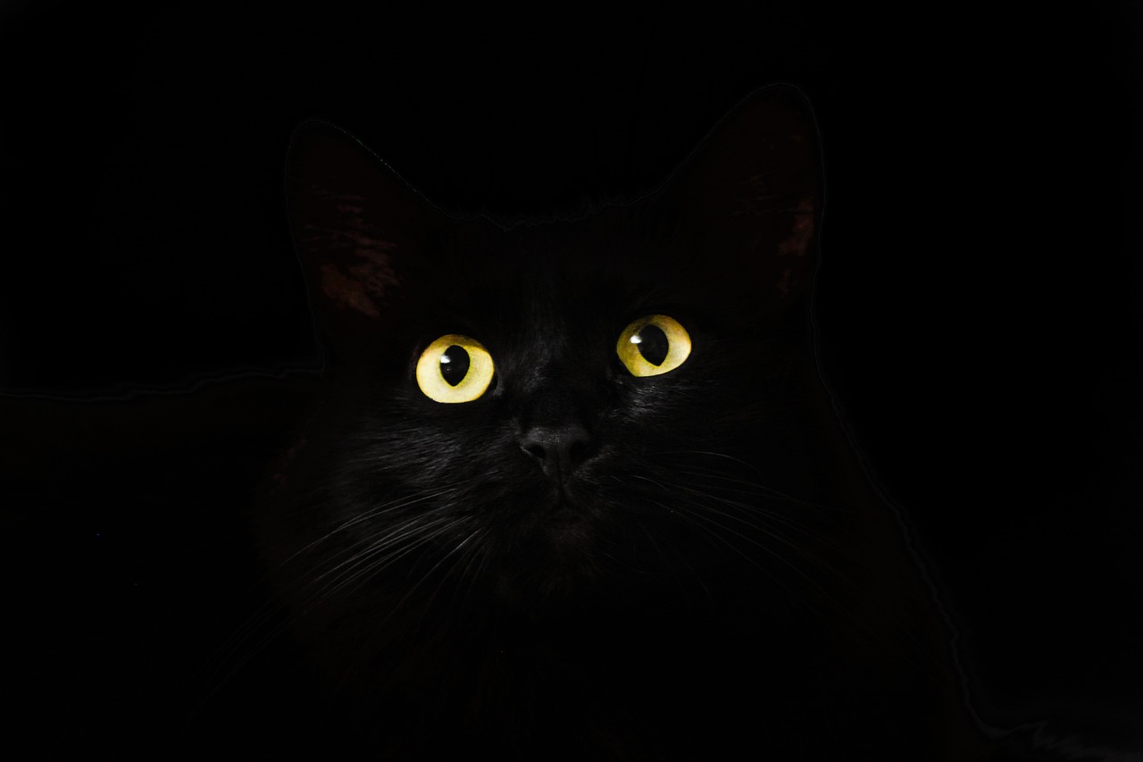 cat's eyes cat black looking nature gaze staring observing feline black cat pet mammal animal kitty halloween