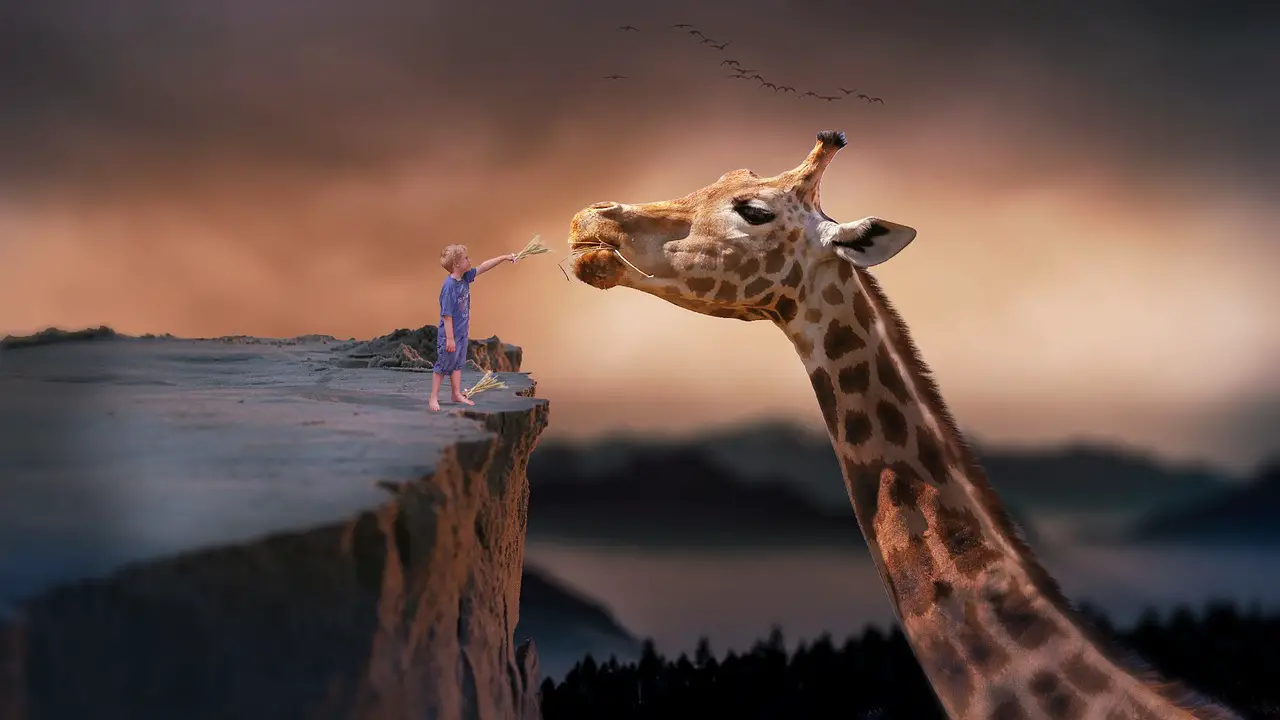 giraffe child nature dream fantasy feeding boy fairytale dreaming nature wallpaper giraffe giraffe giraffe giraffe giraffe dream dream fantasy fantasy