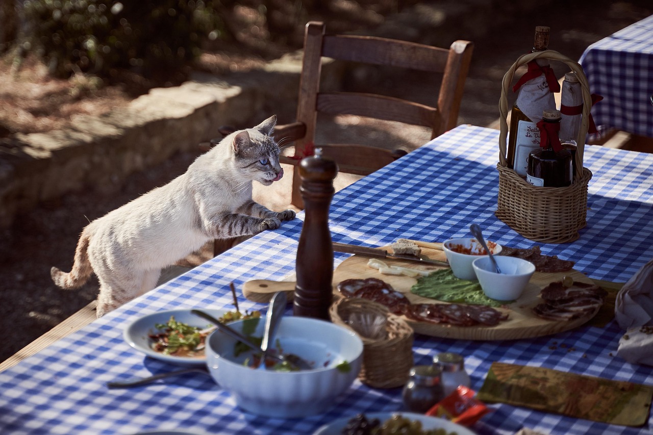 cat table dining table feline pet mammal animal domestic cat hunger nature food kitten cute hungry animal world lick tongue out