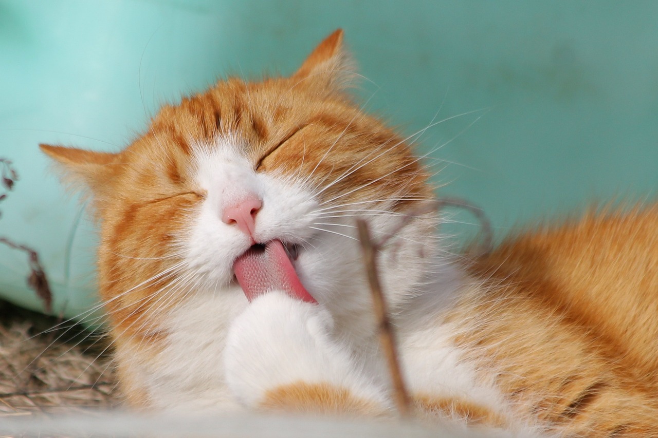 cat pet licking animal tabby cat domestic cat feline mammal cute adorable nature portrait
