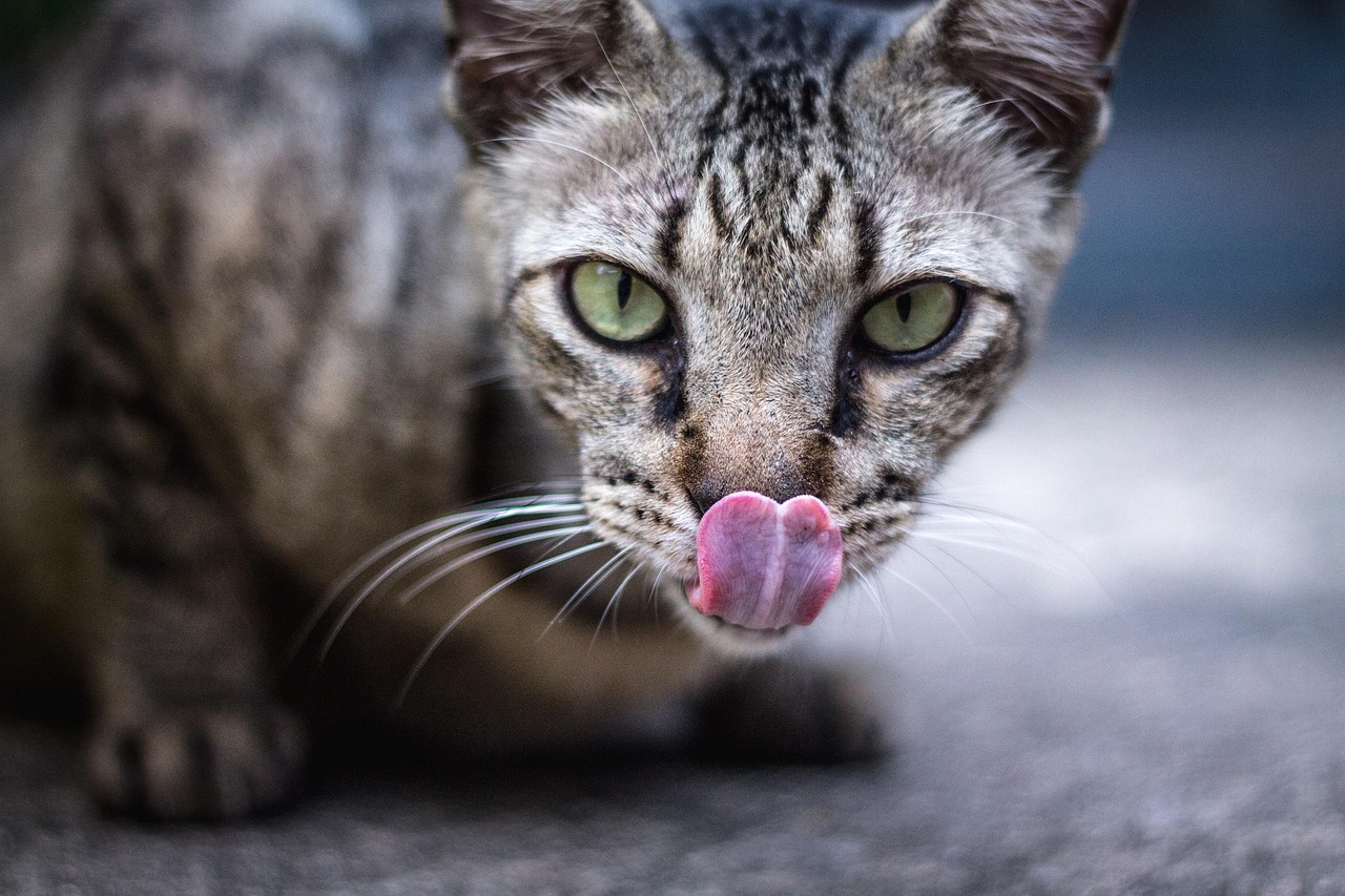 cat tongue lick licking nature kitty feline pet face close up animal domestic animal whiskers portrait cat portrait