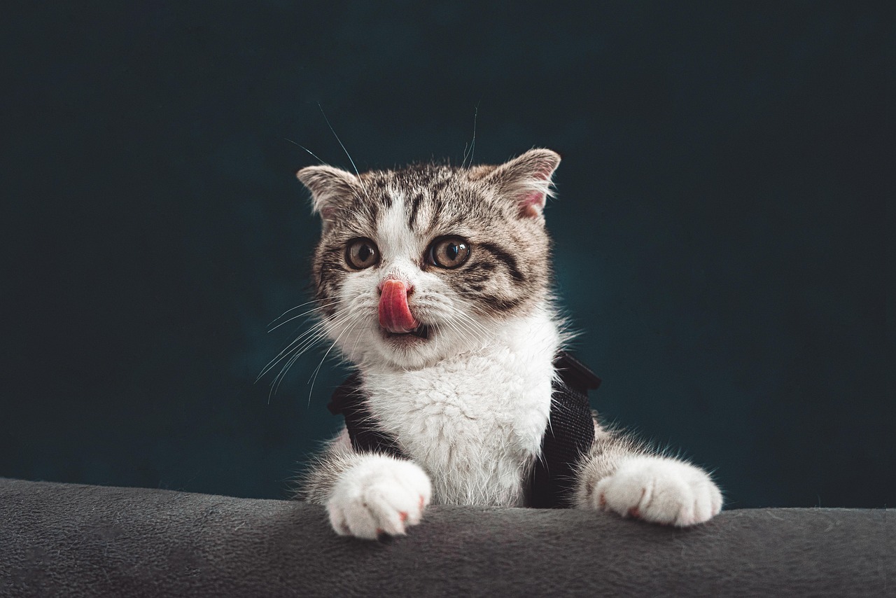 cat kitten pet lick tongue young cat nature animal domestic feline mammal cute closeup