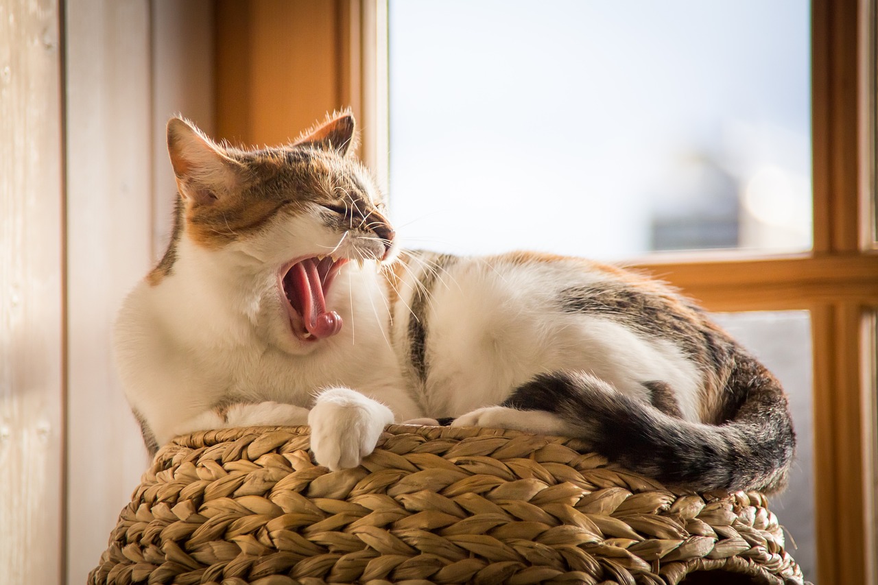 cat pet animal yawn tired sleep domestic cat nature sleepy feline fur tail animal world
