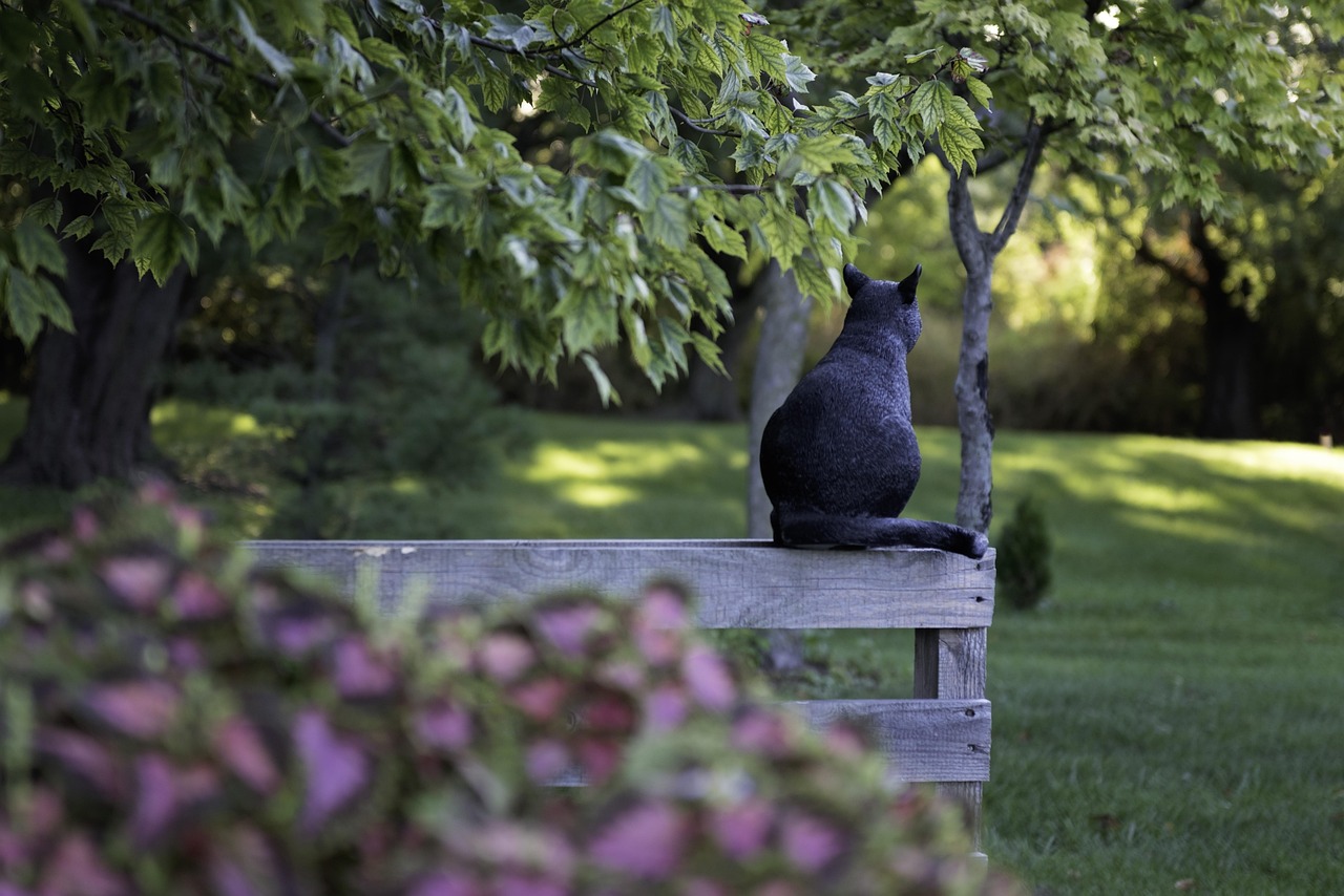 black cat fence trees park wooden fence sitting resting cat nature feline kitty pet cat tail animal mysterious mammal grass