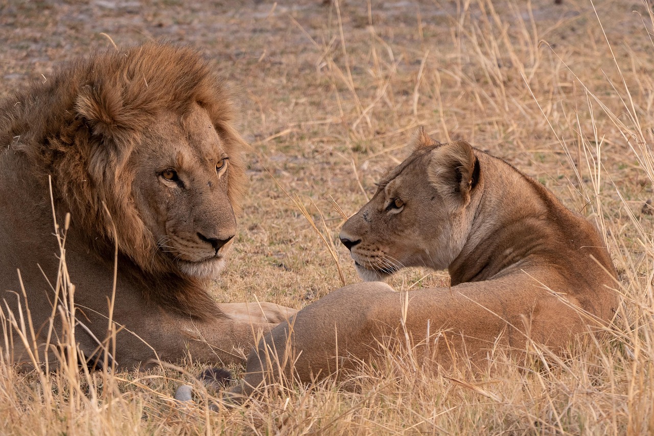 lion feline panthera animal cat predator mane tail male female savanna grassland pet safari camouflage portrait africa botswana moremi wild nature