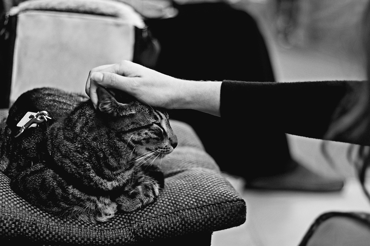 tabby cat cat with closed eyes cat falling asleep sleepy hand rubbing cat's head enjoying black and white gray closed