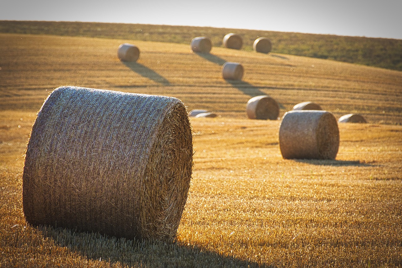 harvest straw bales straw barley nature landscape round balls summer yield agriculture
