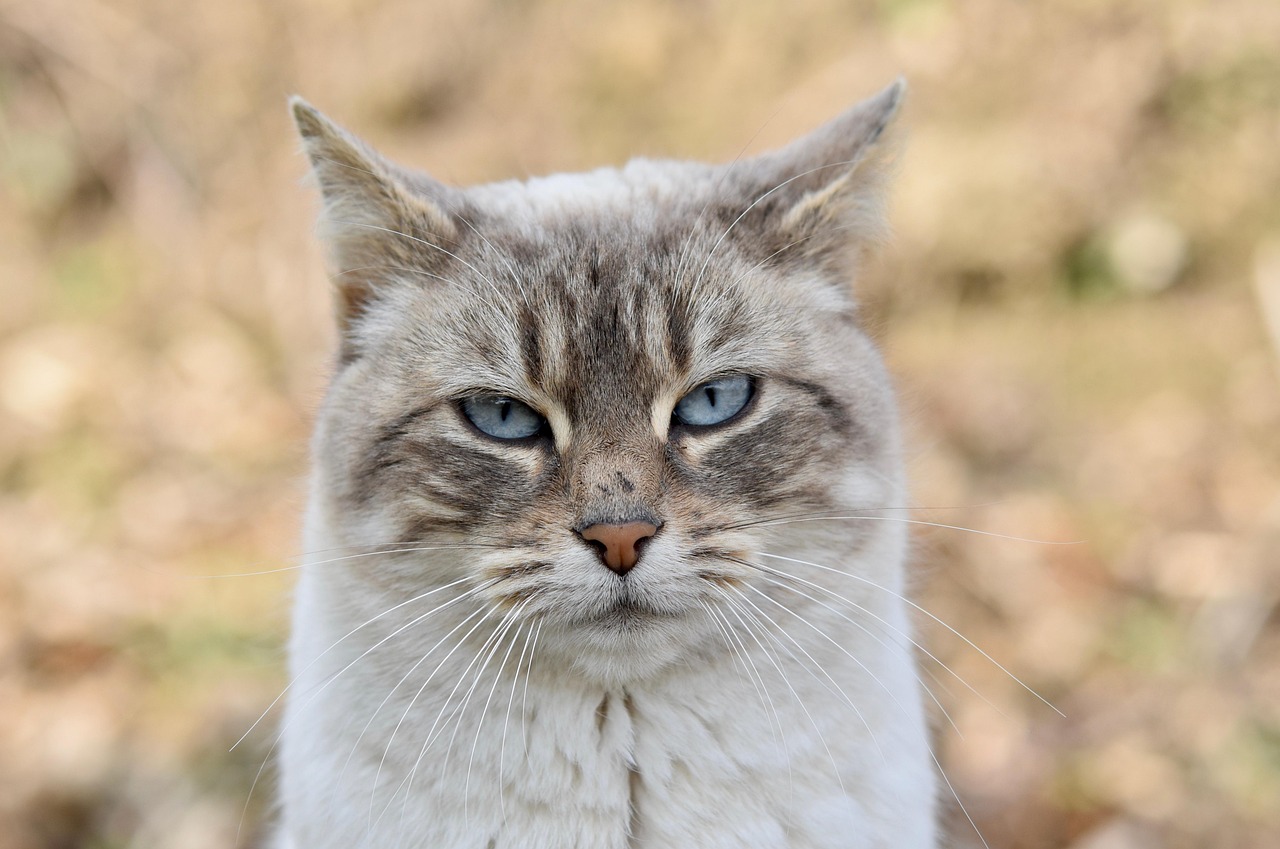 cat alley cat european cat animal nature mammal feline outdoors pet cat cat cat cat cat