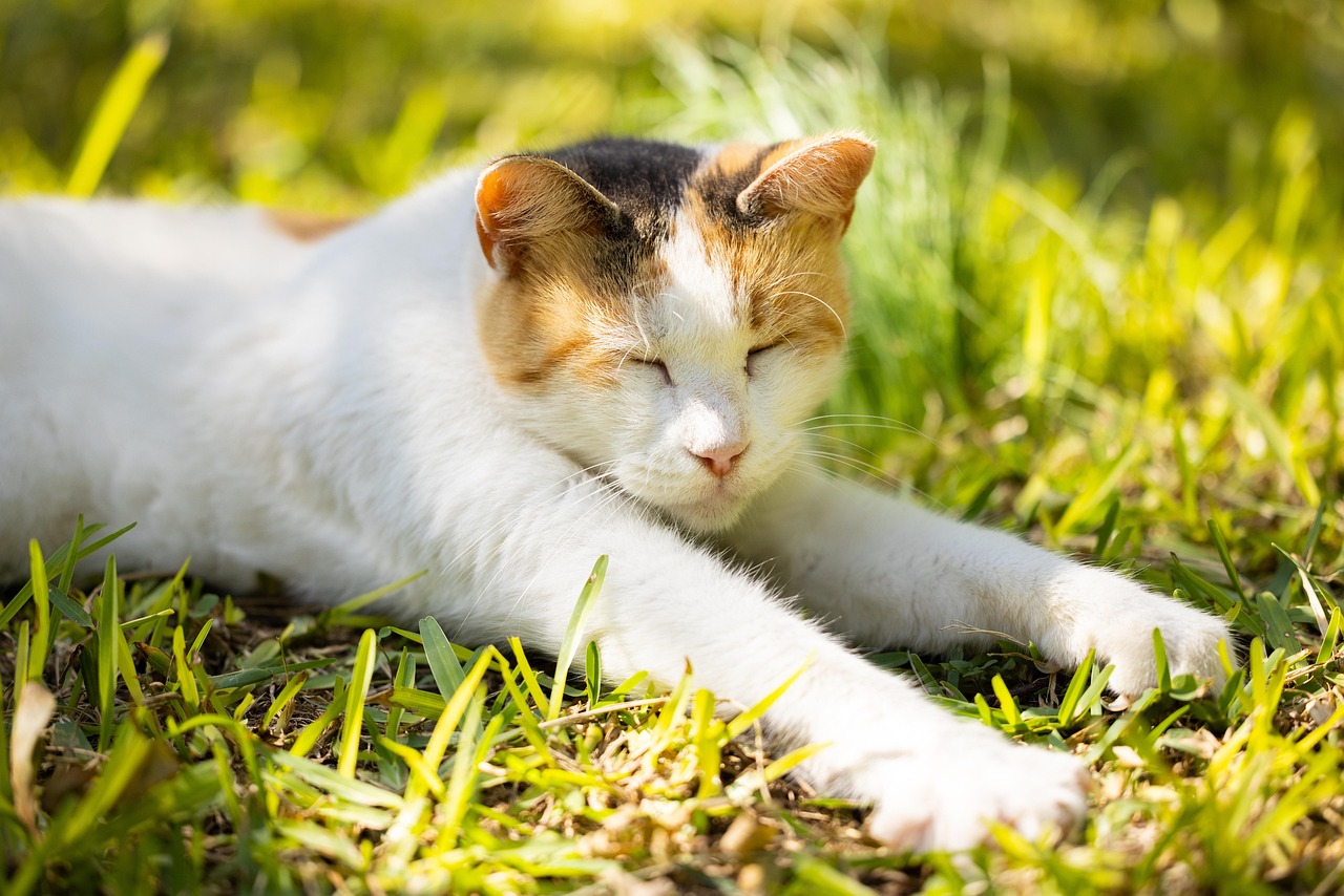 cat pet feline animal fur kitty whiskers mammal domestic domestic cat cat portrait animal world nature close up cat cat cat cat cat