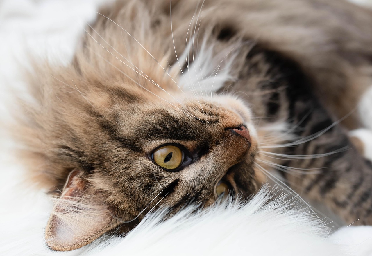 cat feline purr pet animal kitty meow nature cat cat cat cat cat kitty kitty