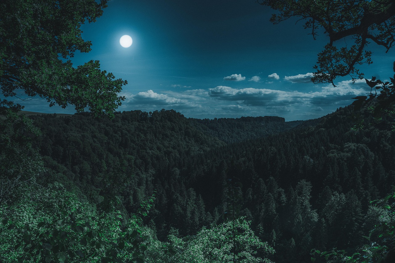 nature  forest  landscape  at night  black forest  dark  mystical  full moon  moon  forest  forest  dark  moon  moon  moon  moon  moon