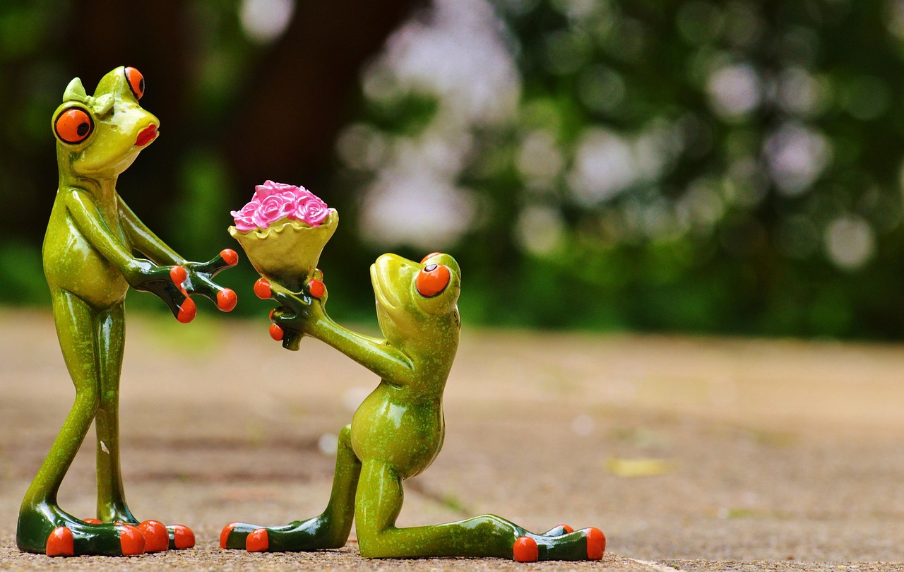 i beg your pardon flower wallpaper marriage proposal excuse me frog cute fun flower beautiful flowers kneel down gift congratulation affection love flower background valentine's day roses nature pardon