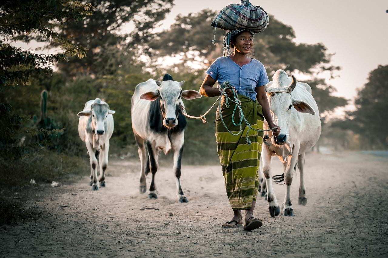 cows woman female happy outdoor agriculture animals nature mammals countryside simple life cows cows cows cows cows agriculture agriculture simple life simple life simple life