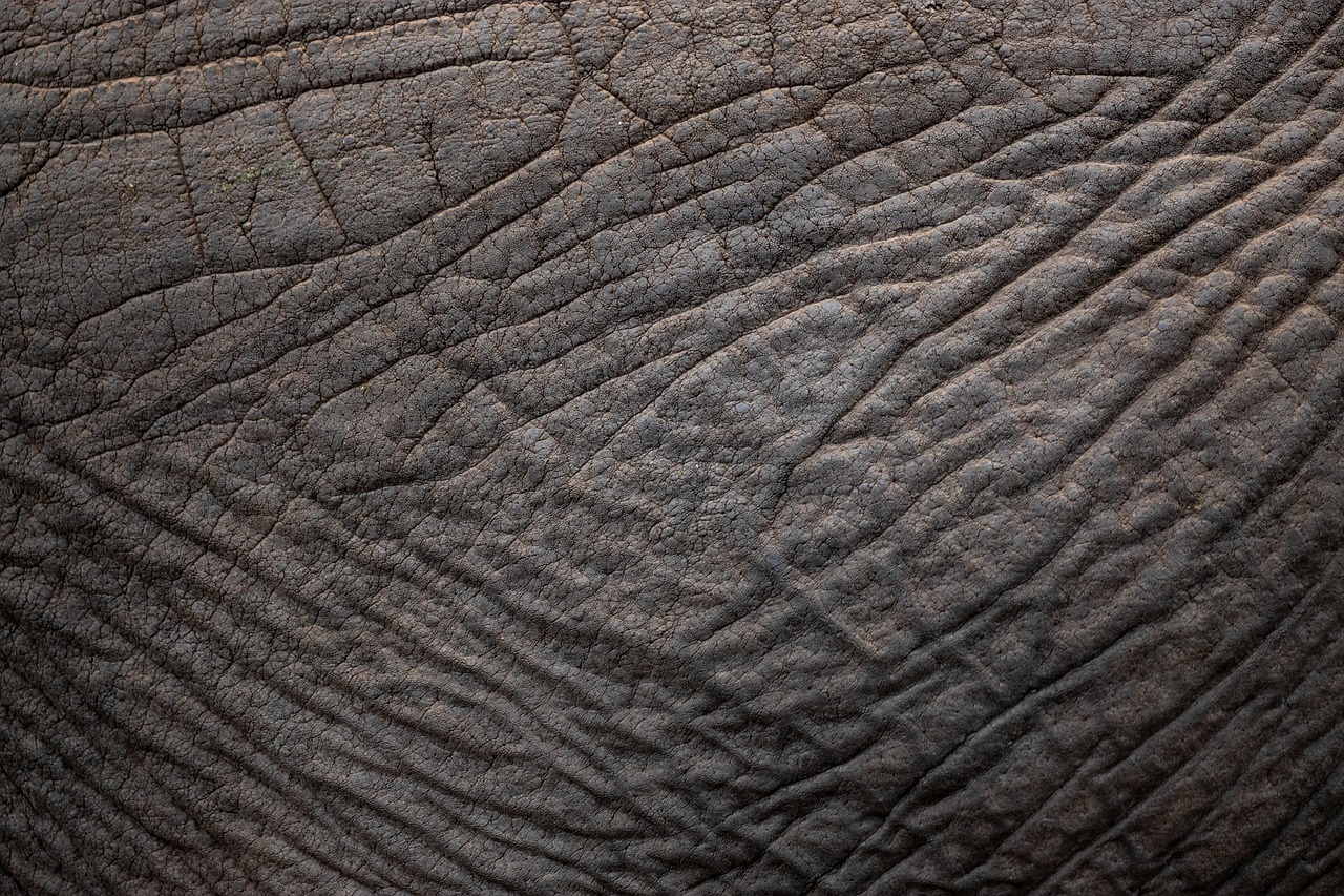 elephant skin texture pachyderm close up structure africa elephant elephant elephant elephant skin skin skin skin skin texture texture texture texture africa