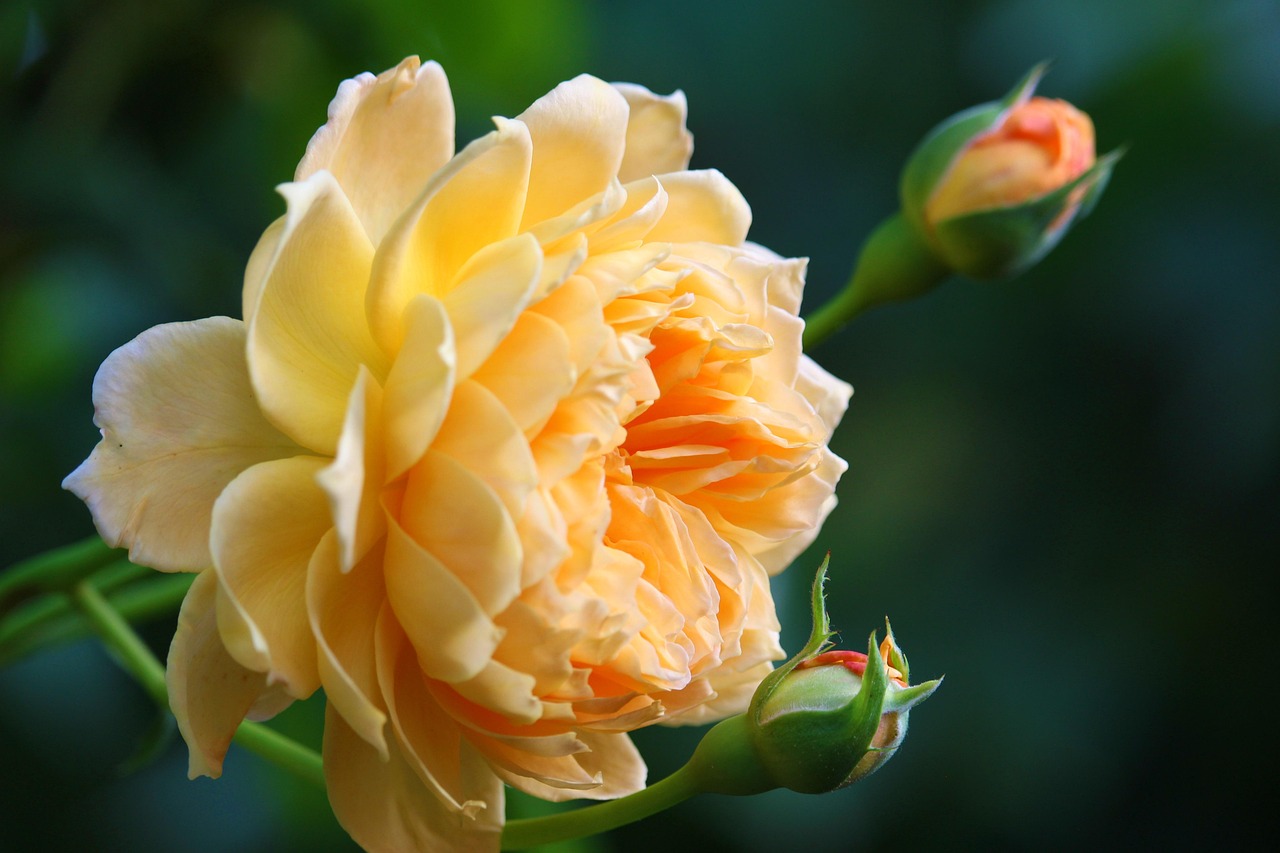 rose  petals  bud  rose bush  blossom  bloom  rose blossom  garden  rose garden  bush rose  rose flower  scented rose  english rose  rose growing  rosebuds  nature  orange  yellow