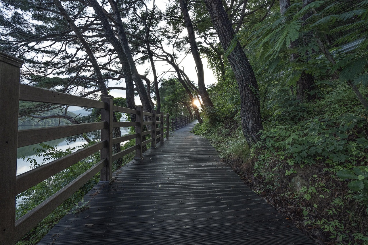 walk free park tree landscape forest break trail nature healing quiet green colonnade road still free free healing healing healing healing healing