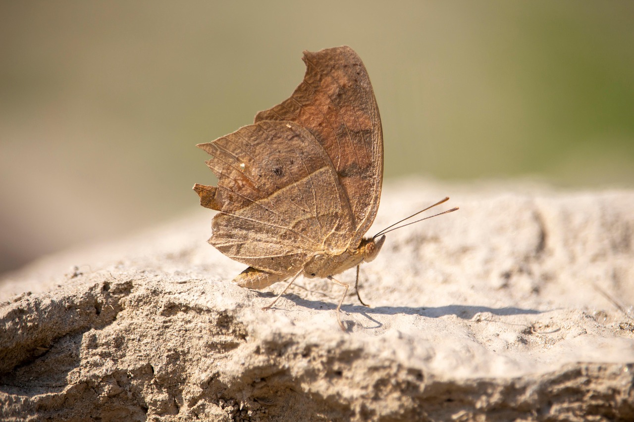 natural  beautiful  color  butterfly  brown  rock  natural  natural  natural  natural  natural
