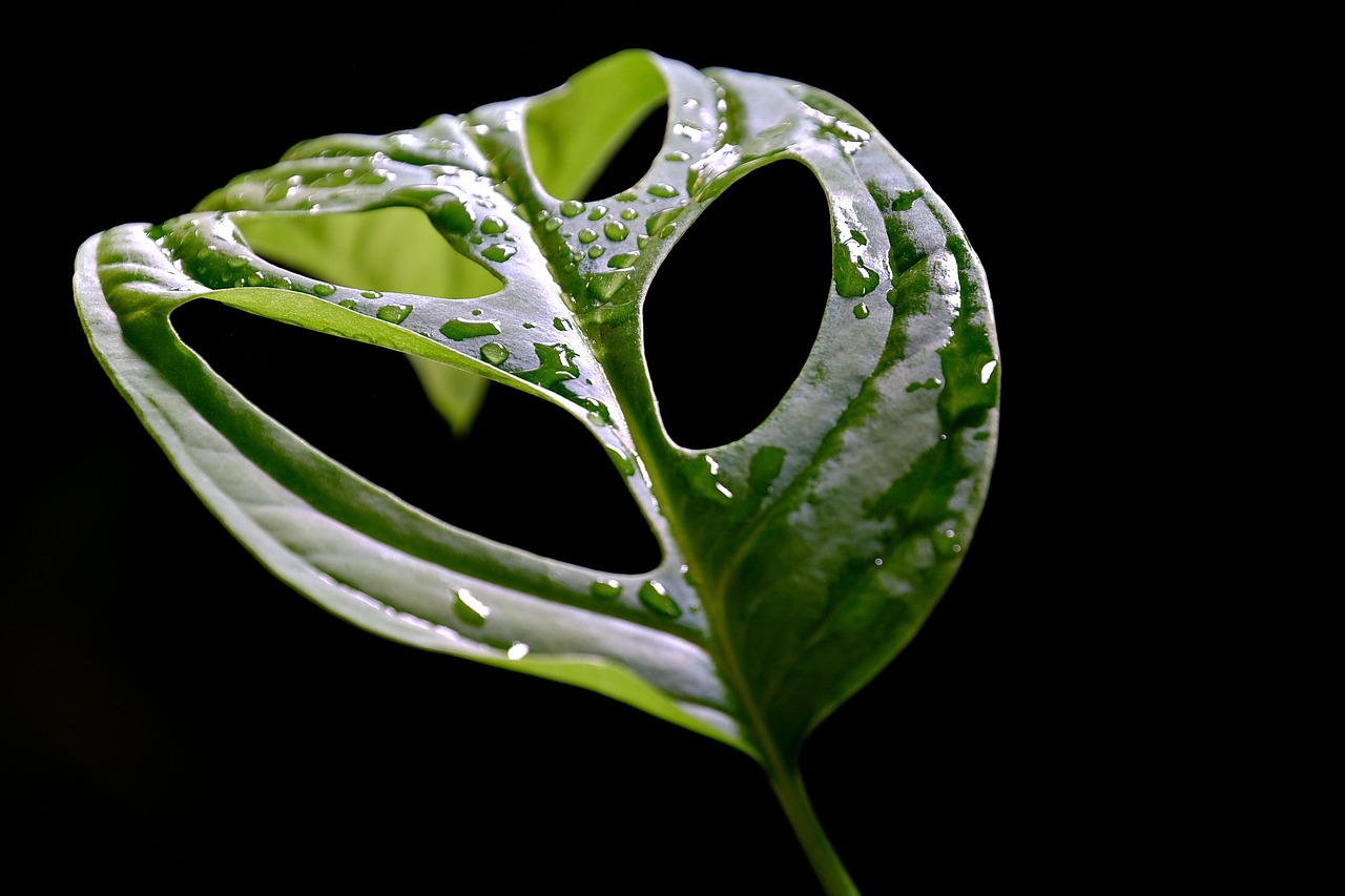 monstera leaf green nature black background dark black background black background black background black background black background