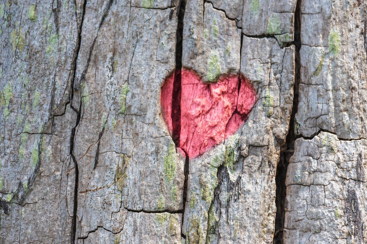 heart tree engraving love nature tree bark heart heart heart heart heart