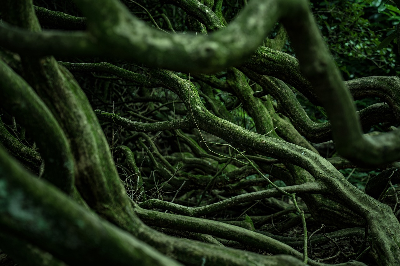 roots woods forest nature roots roots roots roots roots