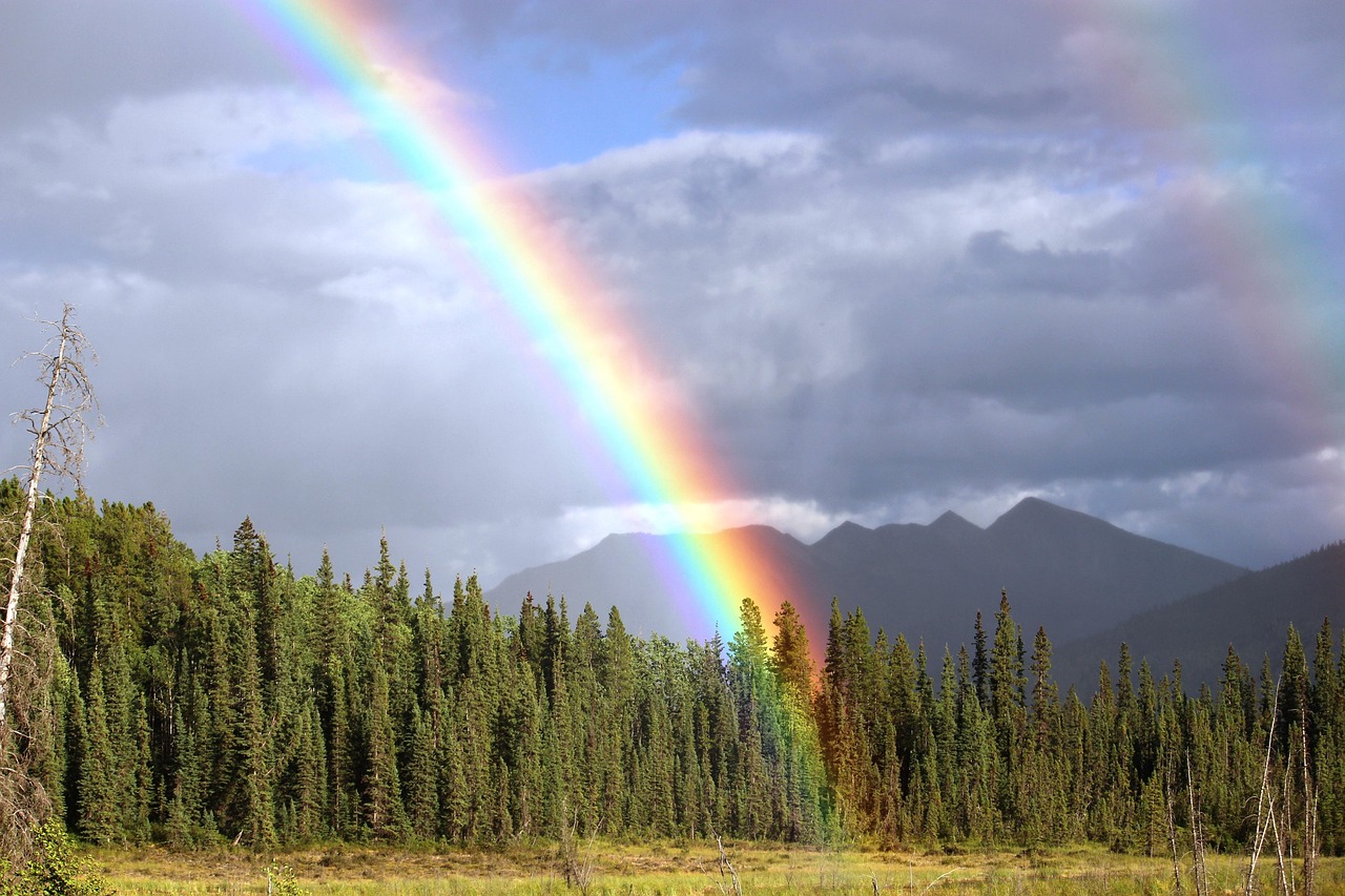 rainbow bow rainbow colors double rainbow forest landscape nature natural phenomenon rainbow rainbow rainbow rainbow rainbow